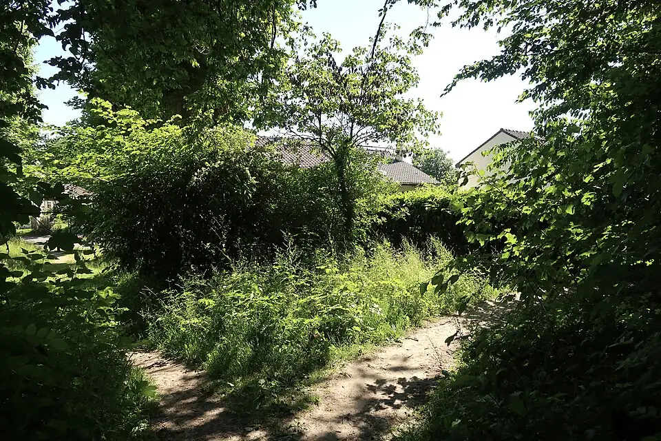 Chemin dans la forêt domaniale de Bois-d'Arcy